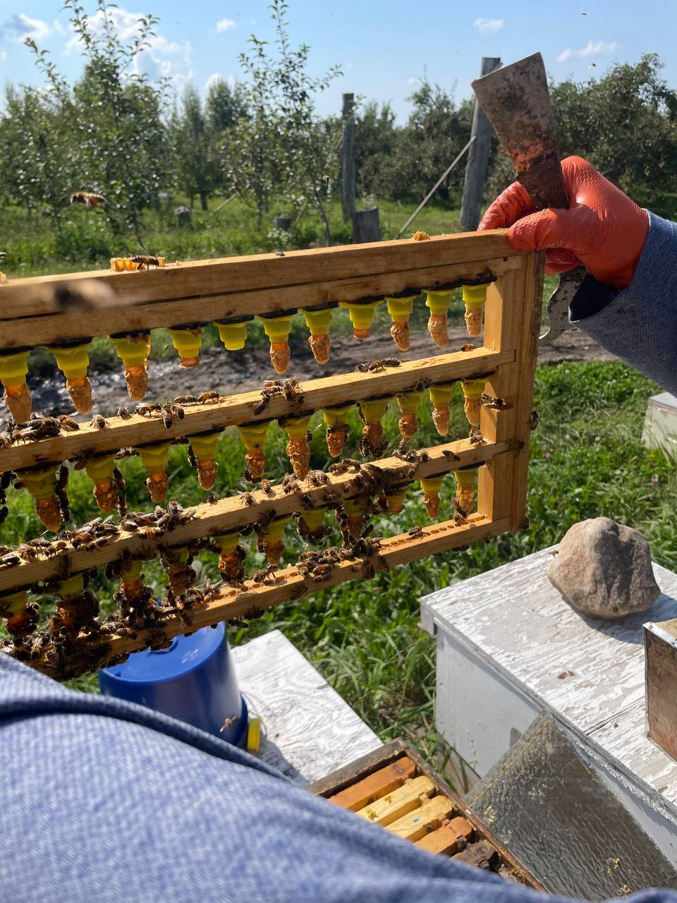 reine abeille elevage de reine